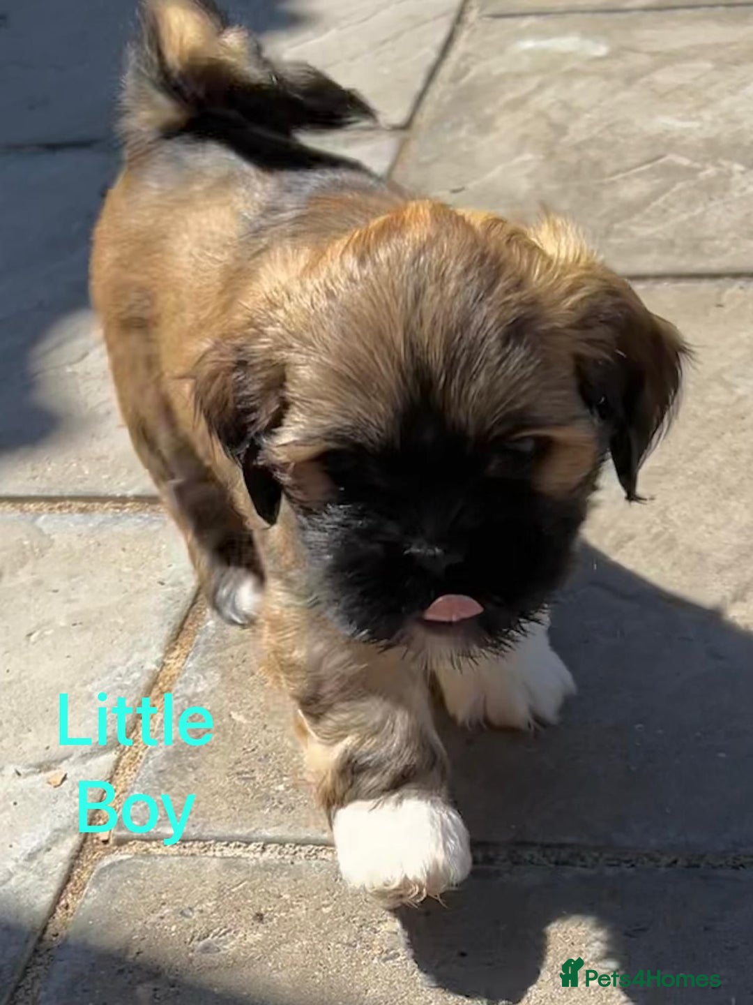 Lhasa Apso dogs for sale: Two Adorable KC Reg Puppies GPRA4 Clear - Image 19