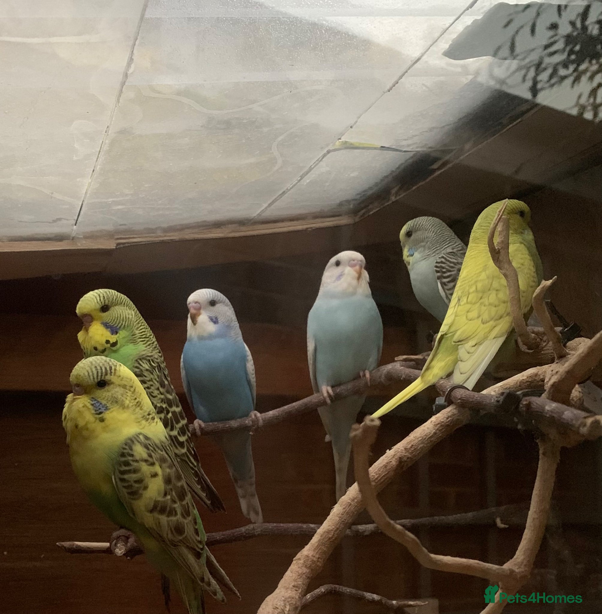 Budgerigars birds Baby budgies - Advert 5