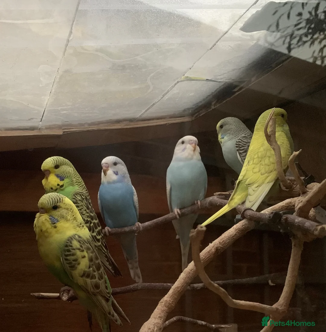 Budgerigars birds for sale: Baby budgies - Advert 1
