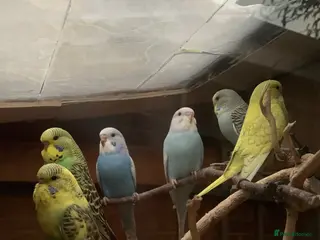 Budgerigars birds Baby budgies - Advert 5