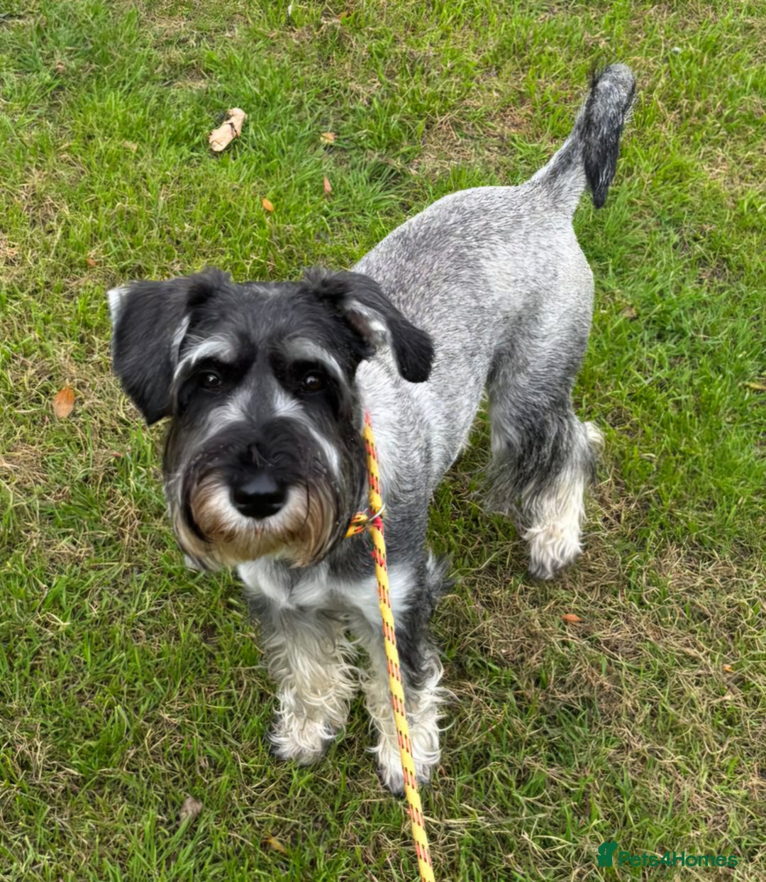 Schnauzer dogs for sale: SOLD - 14mo female P/S Standard Schnauzer - Advert 4