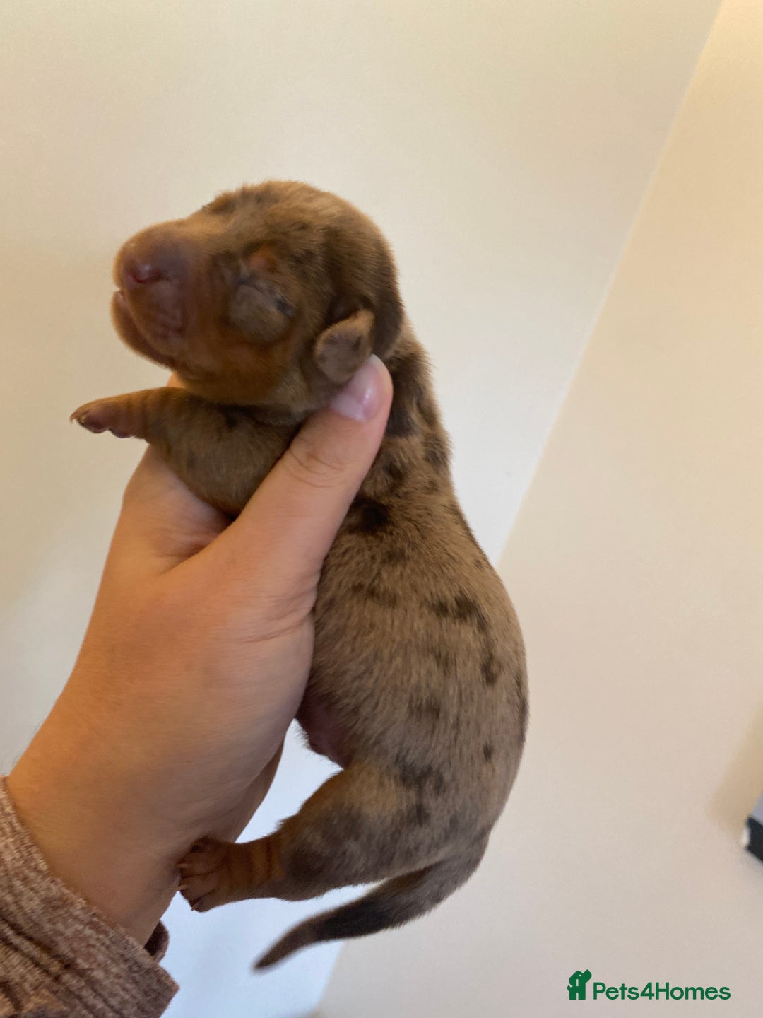 Miniature Dachshund dogs for sale: Sweetest Miniature Dachshund Pups - Image 14