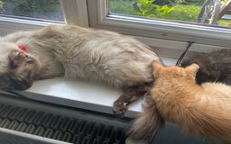 Ragdoll cats for sale: stunning ragdoll kittens - Image 23