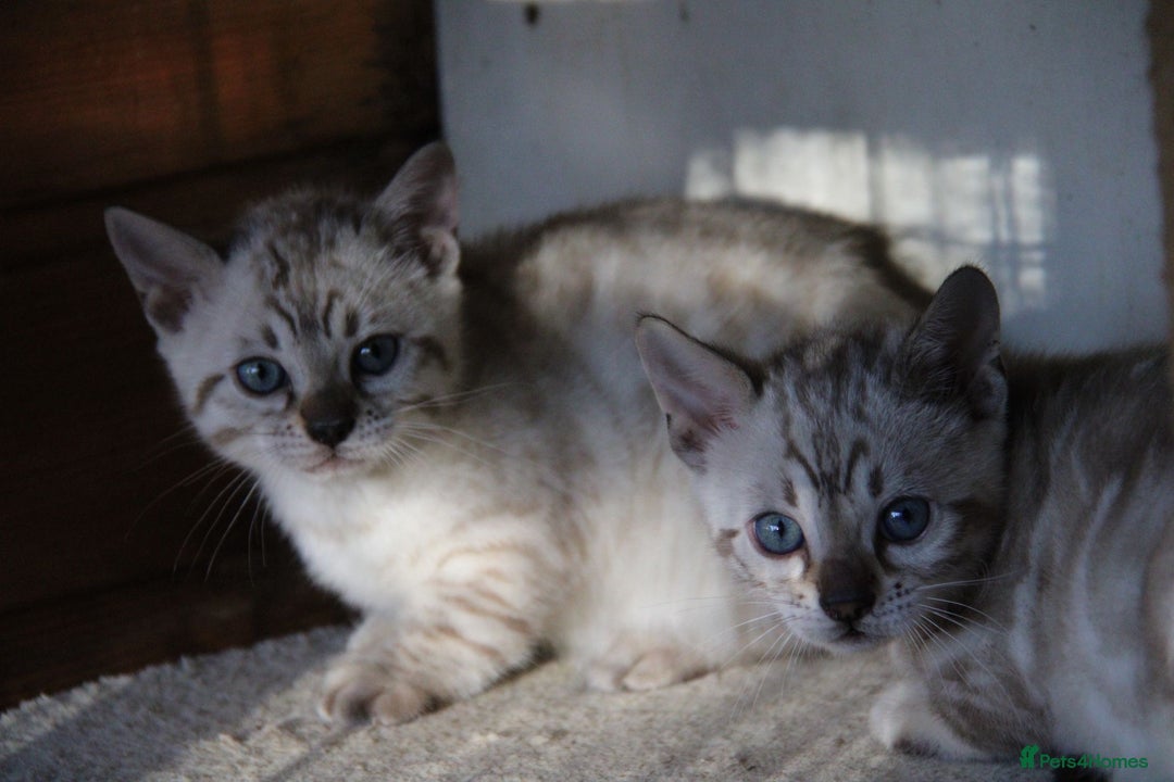 Bengal cats for sale: Bubbling Bengal Kittens For Sale - Advert 11