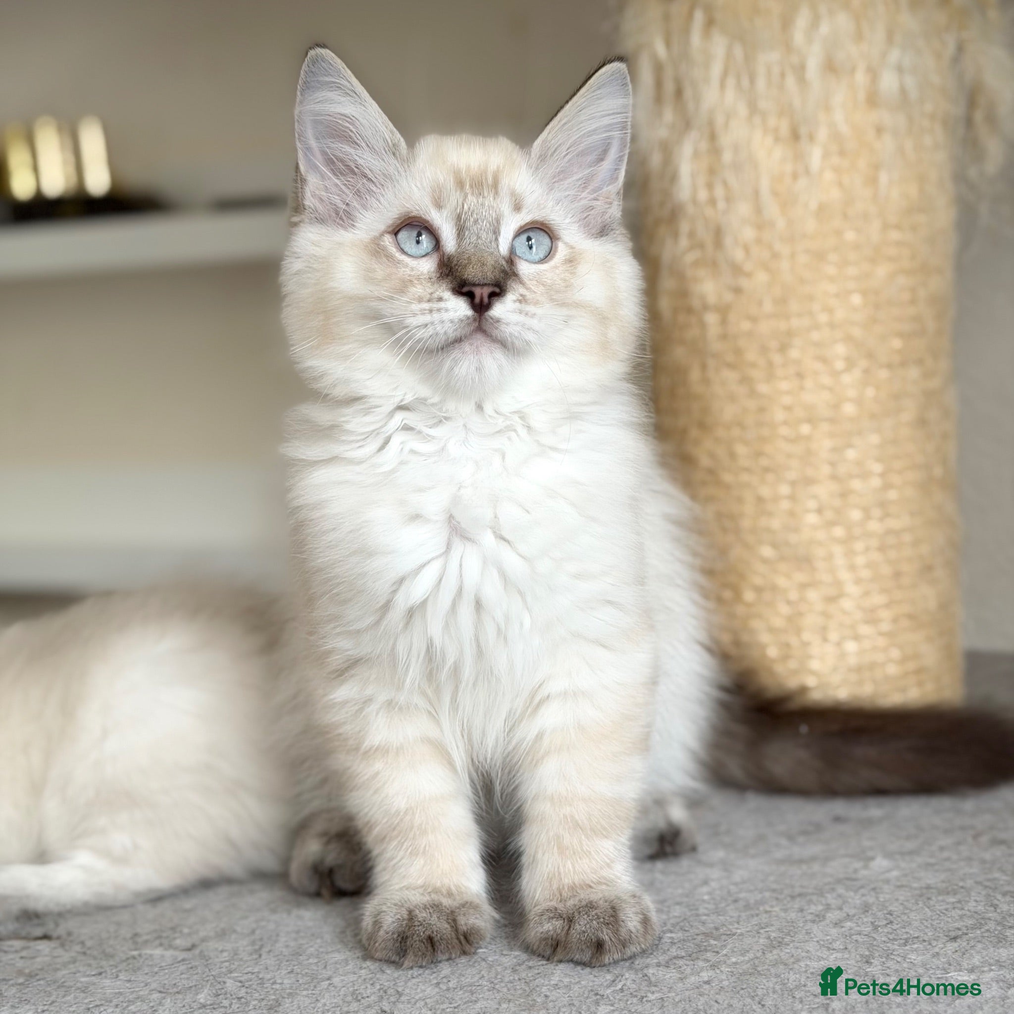 Ragdoll cats Ready Now - Last Boy - Gentle, Cuddly, Friendly - Advert 2