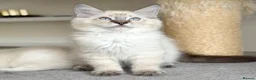 Ragdoll cats for sale: Ready Now - Lap Cat, Cuddly, Affectionate  - Advert 4