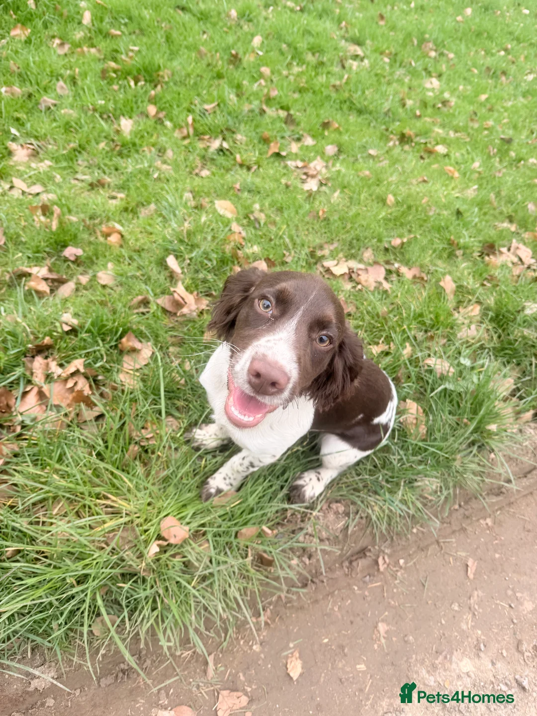 Sprocker dogs for sale: 4 month Stunning sprocker pup - Advert 5