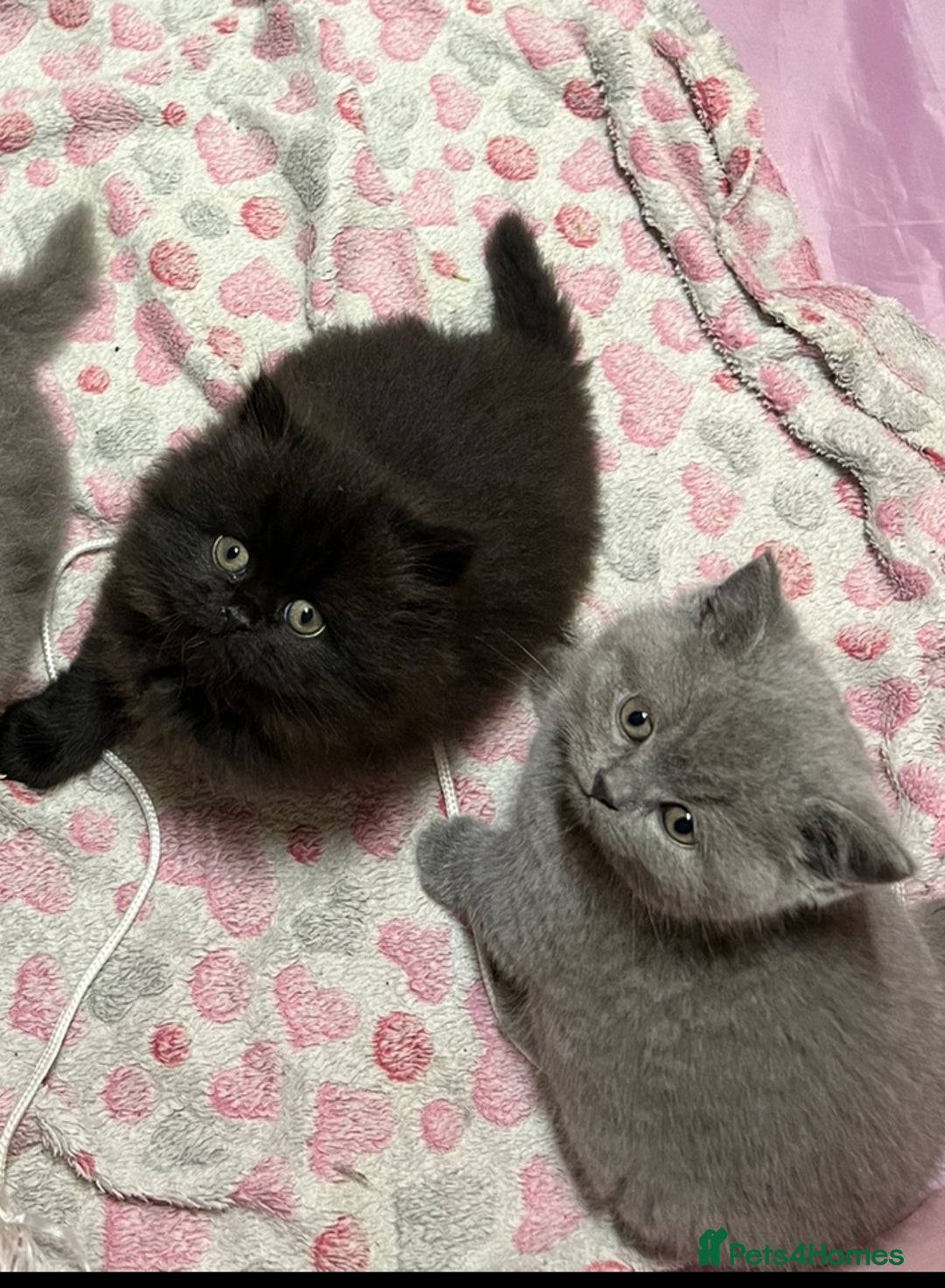 British Shorthair cats for sale: British Shorthair kittens - Advert 3
