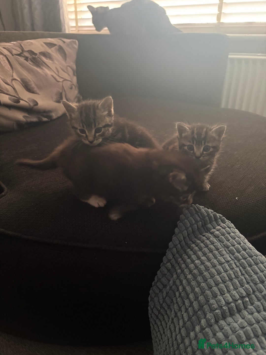 Mixed Breed cats for sale: 3 beautiful kittens looking for a forever home  - Image 4