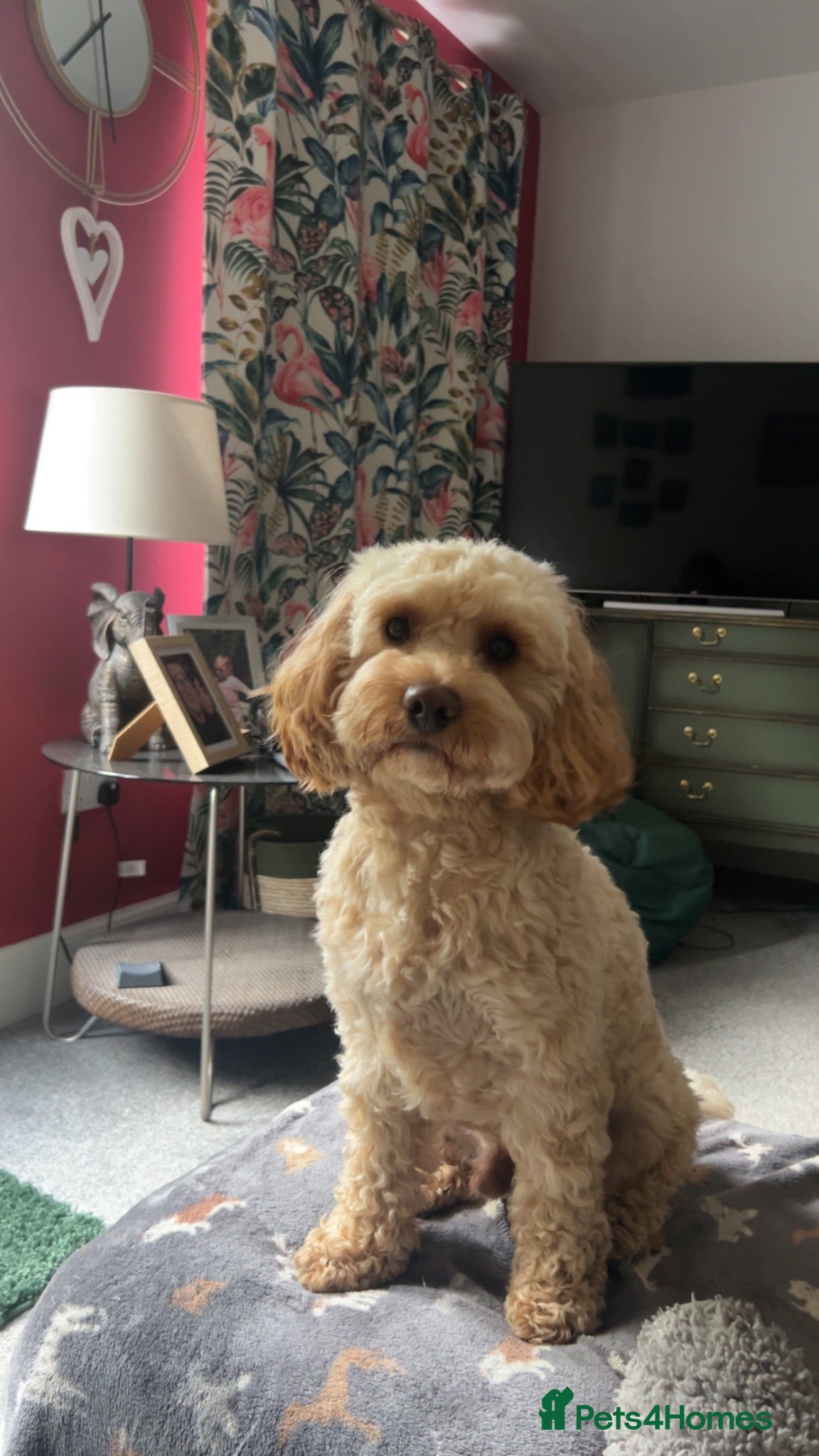 Cavapoo dogs Humphrey  - Advert 1