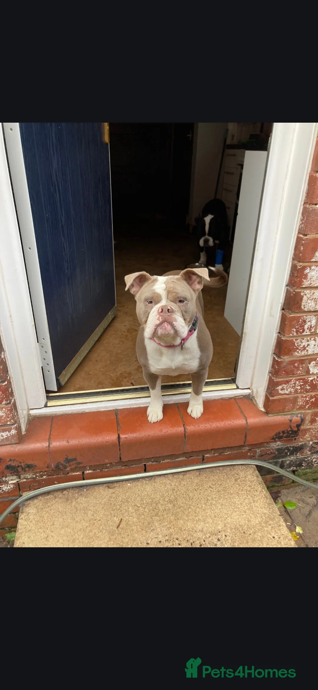 Dorset Olde Tyme Bulldogge dogs for sale: Olde tyme english bulldogs - Advert 1