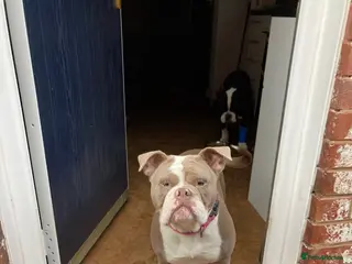 Dorset Olde Tyme Bulldogge dogs Olde tyme english bulldogs - Advert 1