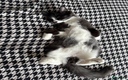 British Longhair cats for sale: Beautiful male kitten Koa  - Image 7