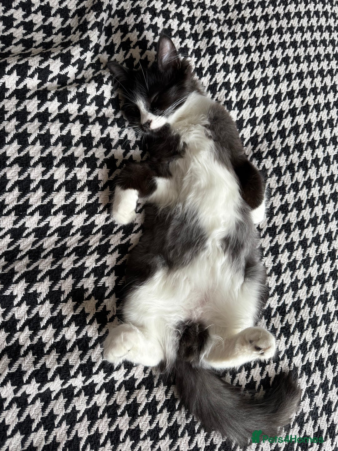 British Longhair cats for sale: Beautiful male kitten Koa  - Image 7