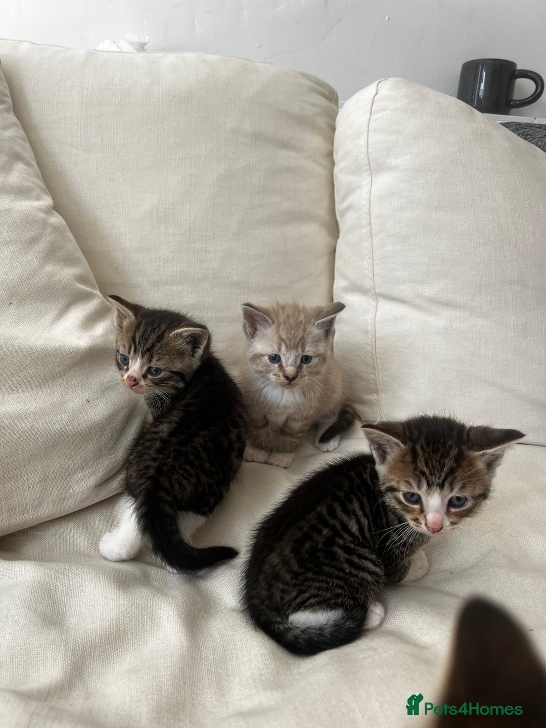 Mixed Breed cats for sale: Ready to go next week! cream tabby kittens - Image 2