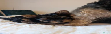 Yorkshire Terrier 1