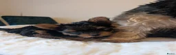Yorkshire Terrier dogs for sale: Yorkshire terrier puppies ready for viewing  - Advert 3