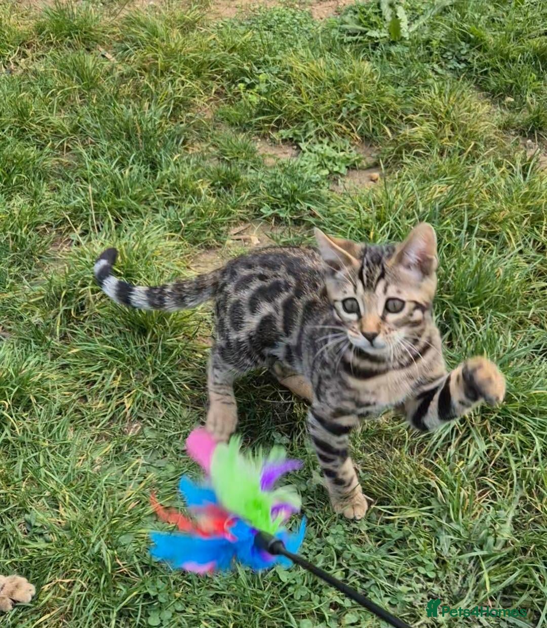 Bengal cats  Charcoal Bengal Boy Ready for forever Homes 🥰 - Advert 2