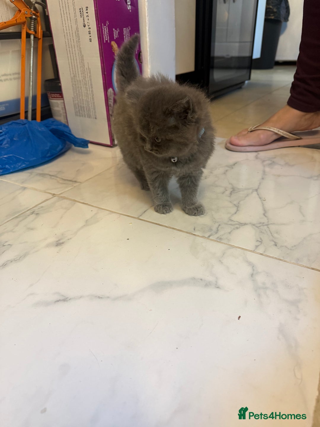 British Shorthair cats for sale: British short hair kittens  - Advert 9