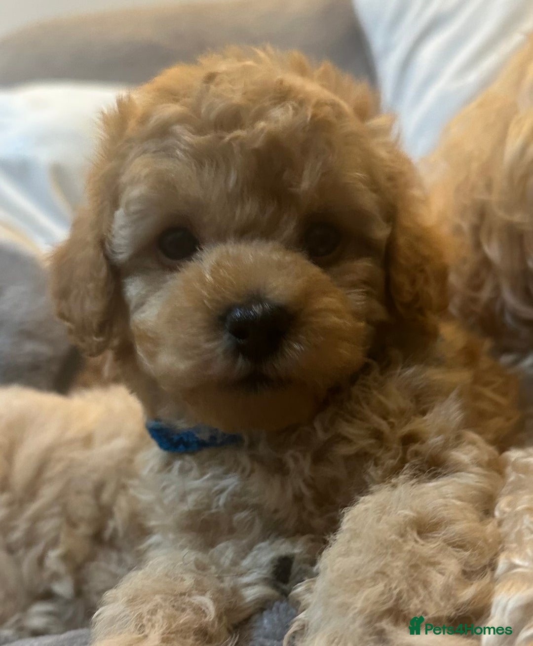 Maltipoo dogs for sale: 🐶 3 Gorgeous Toy Maltipoo F1b Puppies for sale🐶  - Image 20