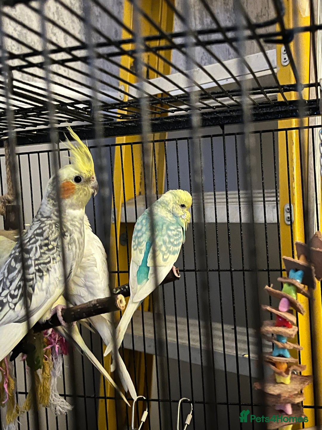 Cockatiels birds for sale: 2 birds for sale - Advert 2