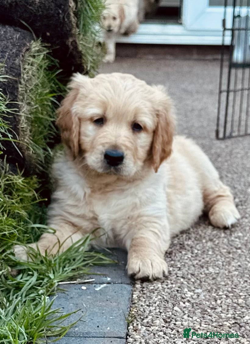 Golden Retriever dogs Ready for their new homes. Golden retriever puppie - Advert 8