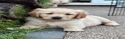 Golden Retriever dogs for sale: Beautiful Golden retriever puppies - Advert 5