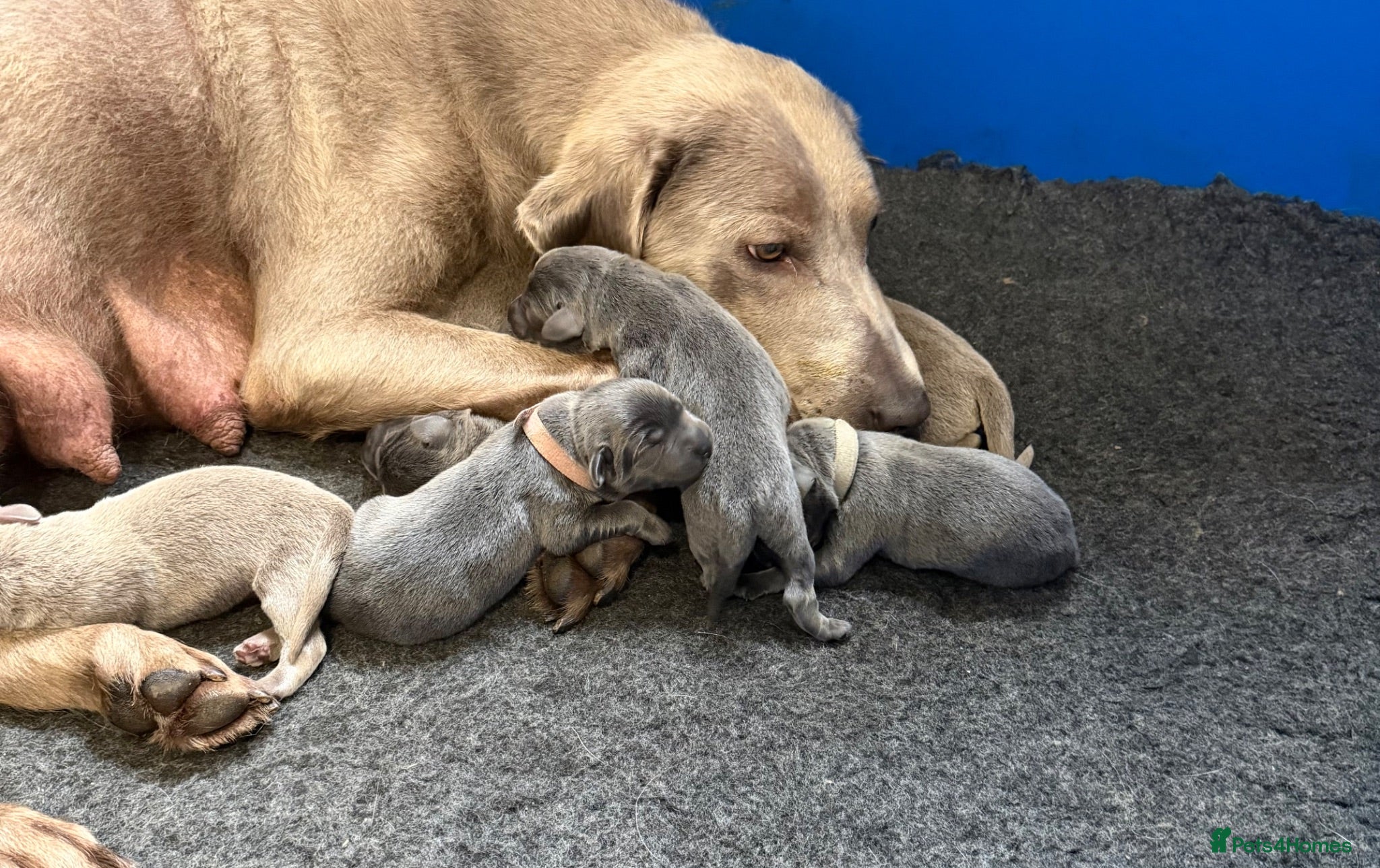 Labrador Retriever dogs Stunning Silver/Charcoal Labrador pups - Advert 2
