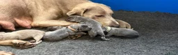 Labrador Retriever dogs for sale: Stunning Silver/Charcoal Labrador pups - Advert 2