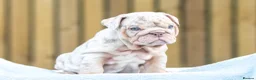 English Bulldog dogs for sale: Ready to leave ENGLISH BULLDOG PUPPIES  in Castleford - Advert 17