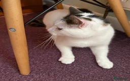 Domestic Shorthair cats for sale: Star Domestic Shorthair - Image 6