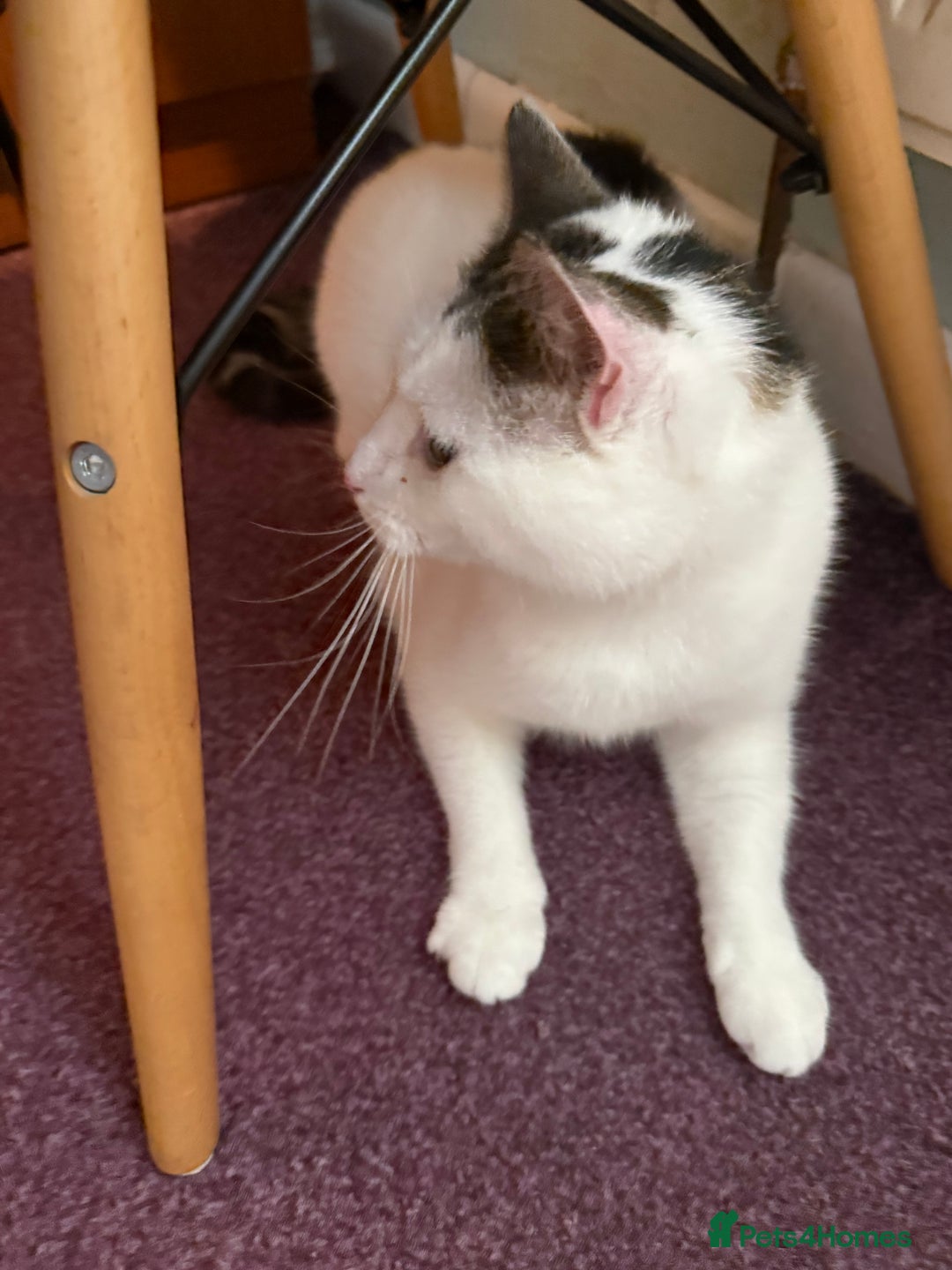 Domestic Shorthair cats for sale: Star Domestic Shorthair - Image 6