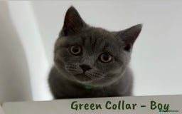British Shorthair cats for sale: 🐾 Champion Line Blue BSH Kittens GCCF Active 🐾  - Image 10