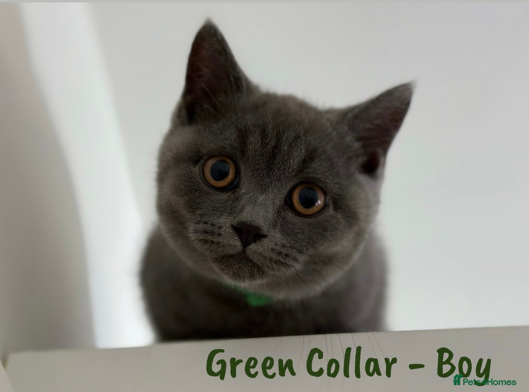 British Shorthair cats for sale: 🐾 Champion Line Blue BSH Kittens GCCF Active 🐾  - Image 10