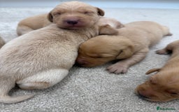 Labrador Retriever dogs for sale: 🐶 Stunning Fox Red & Yellow Labrador Puppies 🐶 - Image 8