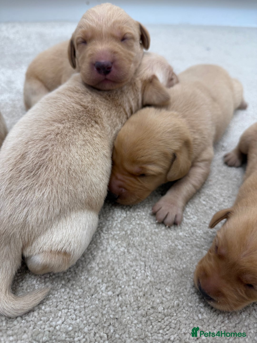 Labrador Retriever dogs for sale: 🐶 Stunning Fox Red & Yellow Labrador Puppies 🐶 - Image 8