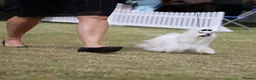 Maltese dogs for sale: Beautiful Maltese Boy in Grantham - Advert 12