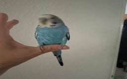 Budgerigars birds for sale: Beautiful hand  tamed budgies  - Image 4