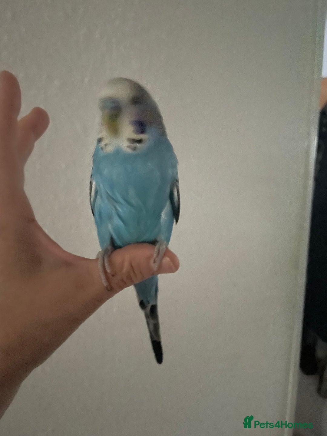 Budgerigars birds for sale: Beautiful hand  tamed budgies  - Image 4