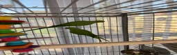 Ringnecks birds for sale: Indian Ringneck Pair + Cage & Setup in Nuneaton - Advert 13