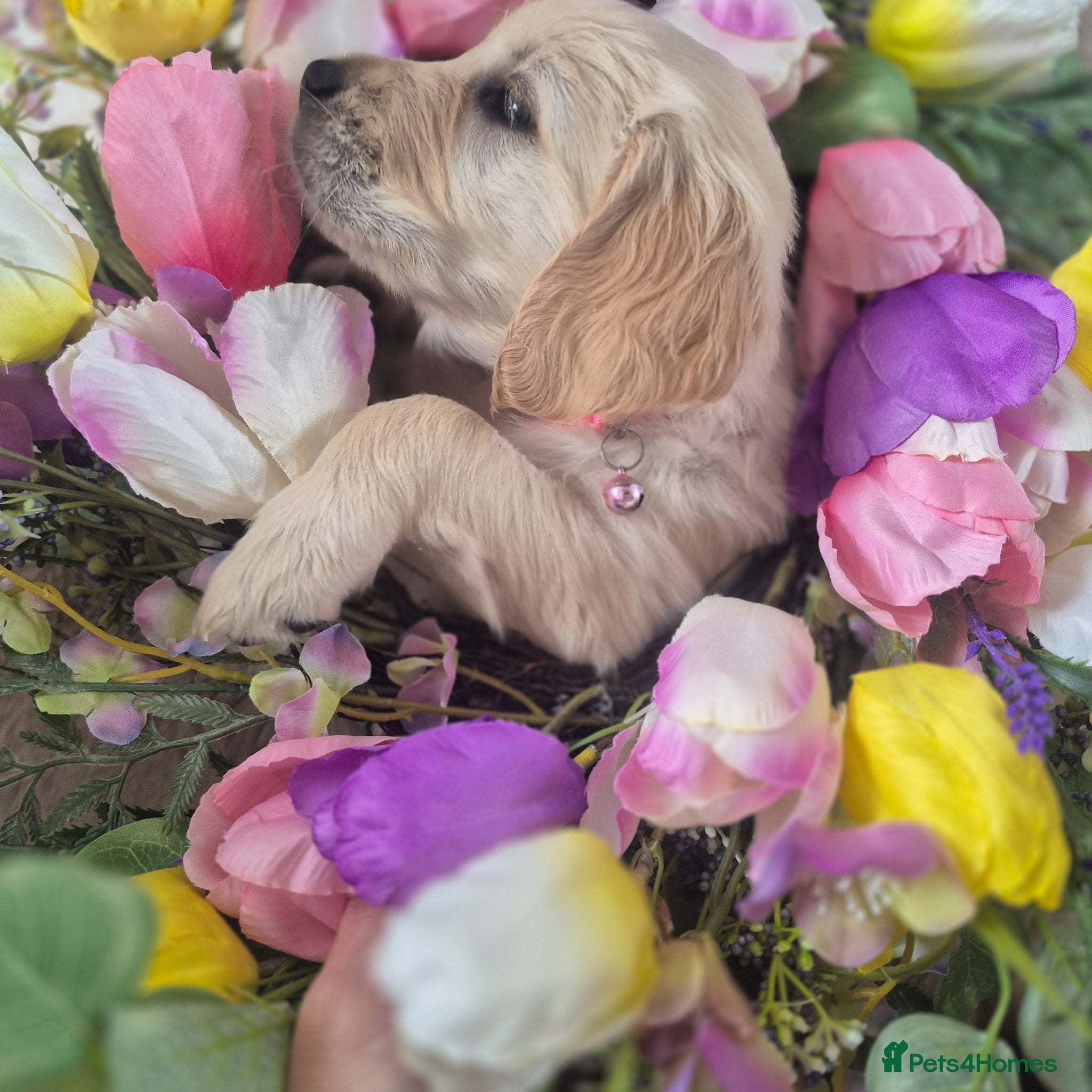 Golden Retriever dogs Beautiful Golden Retriever Puppies - Advert 1