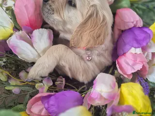 Golden Retriever dogs Beautiful Golden Retriever Puppies - Advert 1