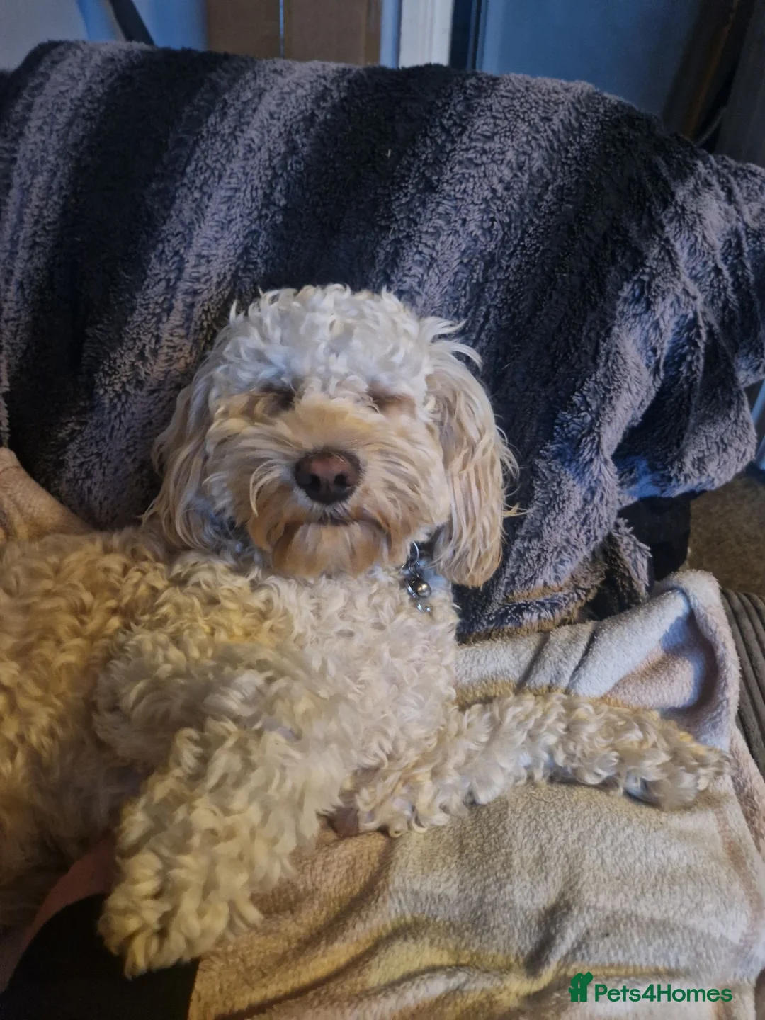 Cockapoo dogs for stud: Cockapoo for stud in Abergavenny - Advert 6