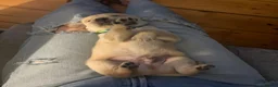 Goldador dogs for sale: 🐾 Beautiful Goldador Puppies 🐾 in Rotherham - Advert 5