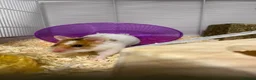 Hamster rodents for sale: Syrian Hamster  in Oldham - Advert 4