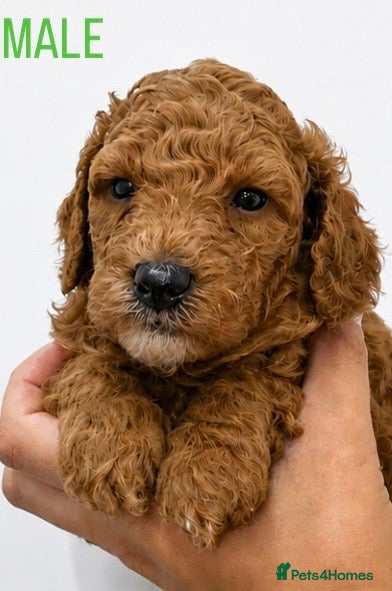 Cavapoo dogs BEAUTIFUL CAVAPOO PUPPIES 🐾 - Advert 2