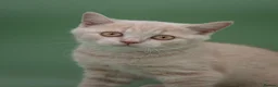 British Shorthair cats for sale: Rare Champion-Line Cream British Shorthair Girl - Advert 7