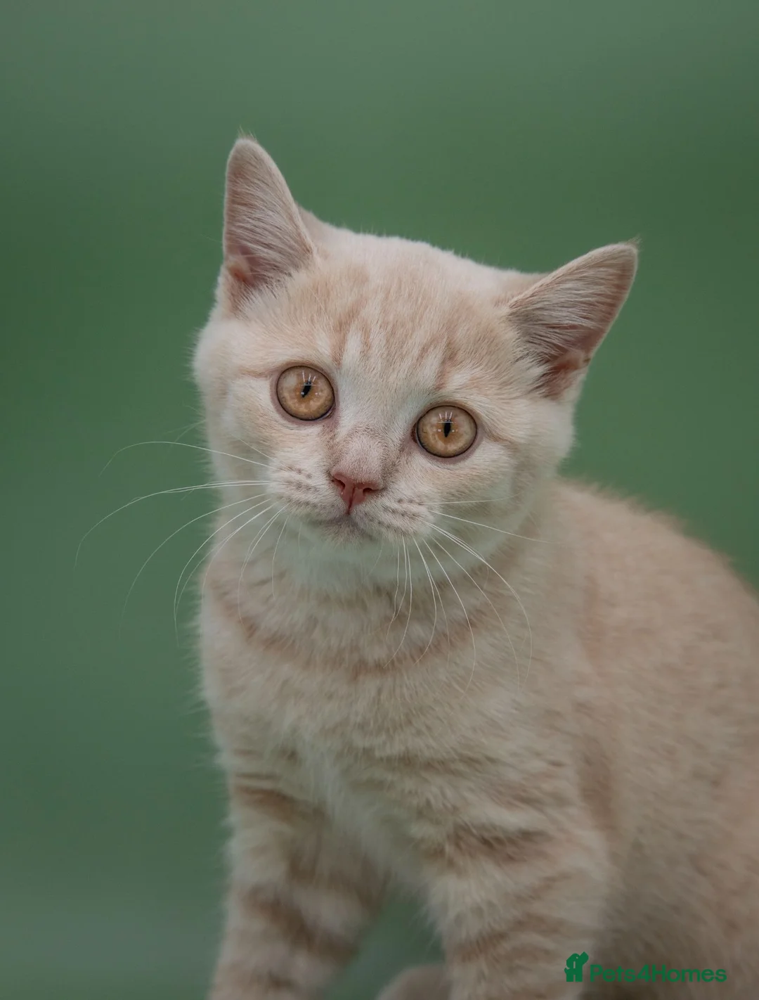 British Shorthair cats for sale: Rare Champion-Line Cream British Shorthair Girl - Advert 7