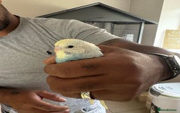 Budgerigars birds for sale: Male & Female budgies for sale - Image 3