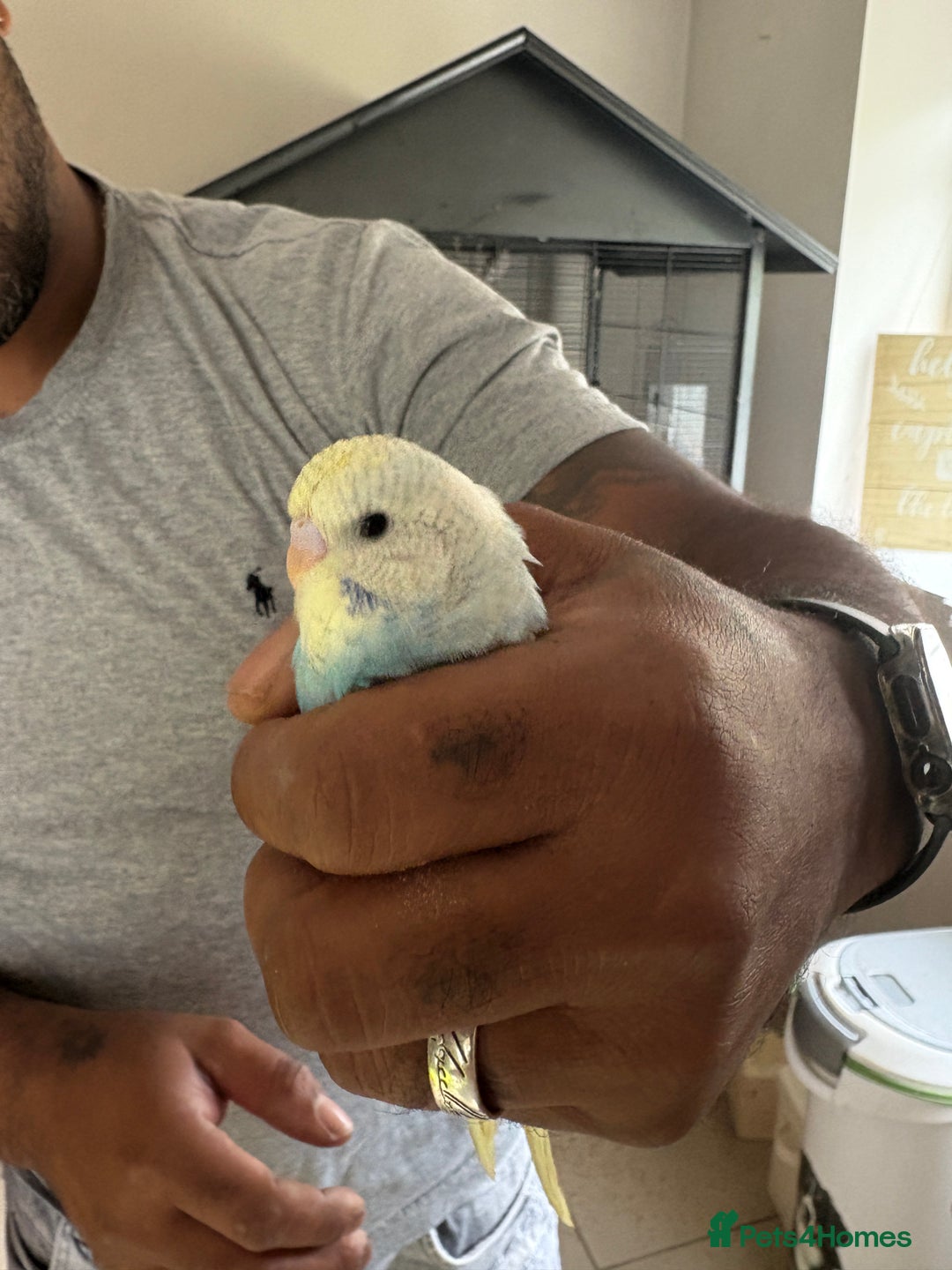 Budgerigars birds for sale: Male & Female budgies for sale - Image 3
